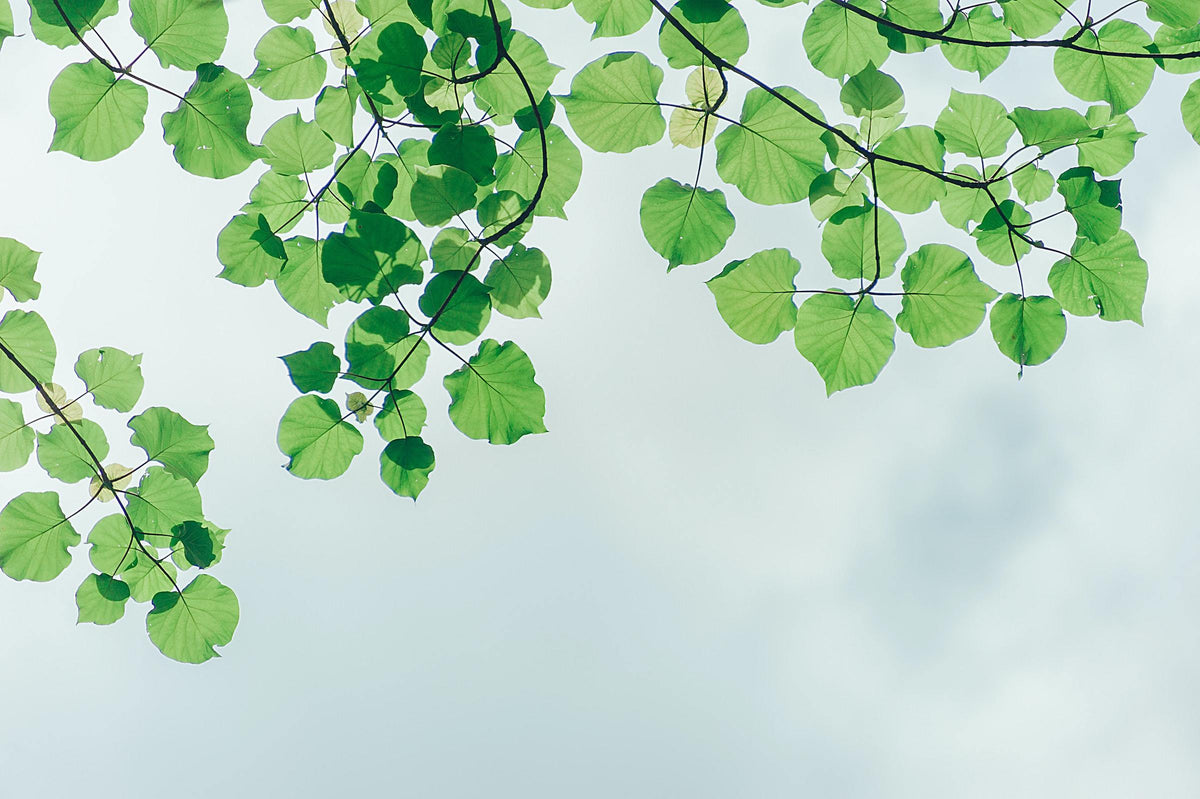 Eco Friendly - Bunney’s Naturals & Organics